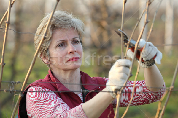 Agriculture, pruning in vineyard Stock photo © simazoran