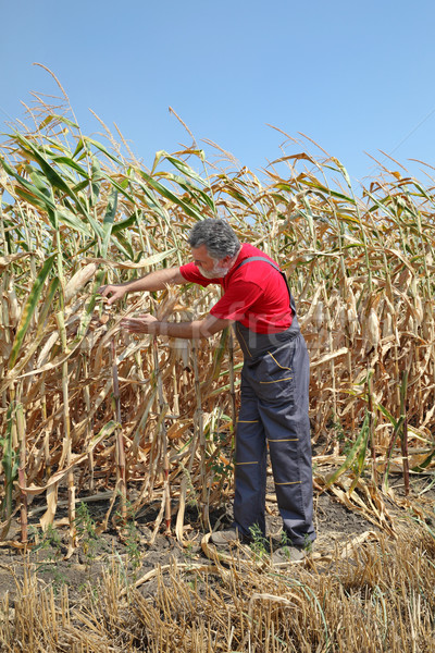 Mezőgazdasági jelenet gazda sérült kukorica mezőgazdaság Stock fotó © simazoran