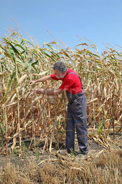 Agrícola escena agricultor maíz agricultura Foto stock © simazoran