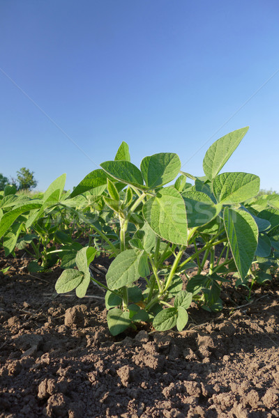 Agriculture, soybean plant Stock photo © simazoran