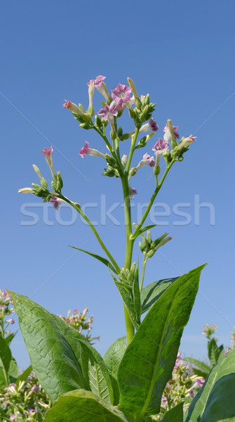 Foto d'archivio: Tabacco · impianto · fiori · fioritura · impianti · campo