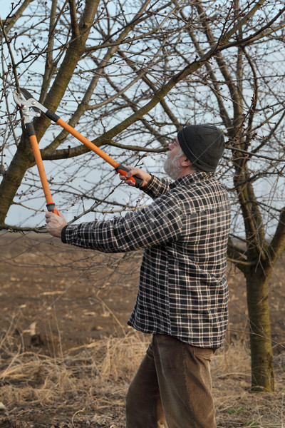 Agriculture, pruning in orchard, adult man working Stock photo © simazoran