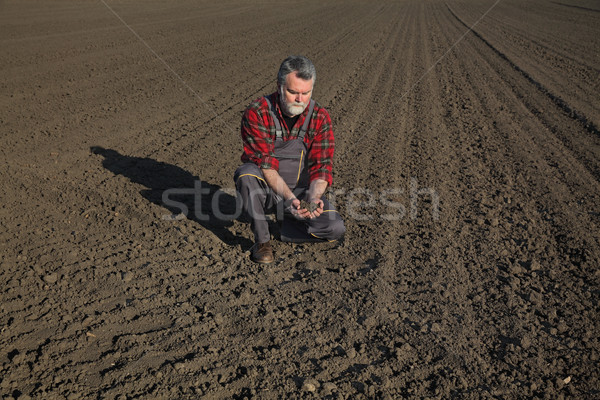 Agriculture, farmer examine cultivated field Stock photo © simazoran