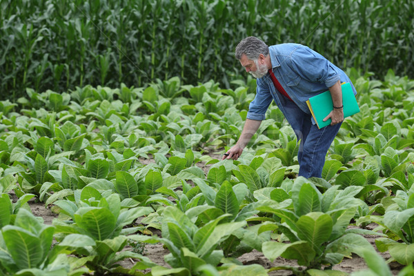 Imagine de stoc: Agricultor · tutun · câmp · plantă · devreme