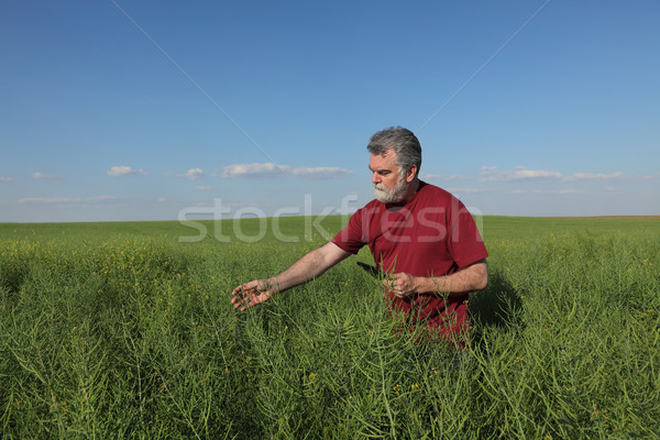 Farmer inspecting rapeseed crop in field Stock photo © simazoran