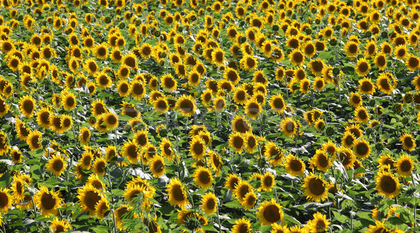 Sunflower plants in field blossoming Stock photo © simazoran