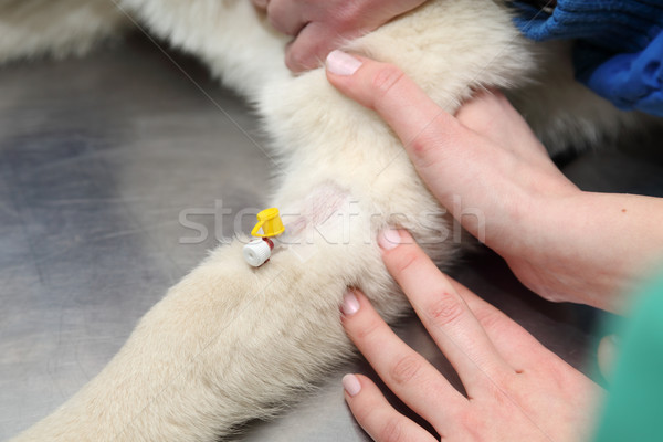 Veterinary Stock photo © simazoran