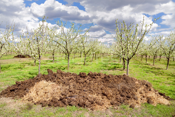 Landwirtschaft Heap Himmel Bäume grünen Anlage Stock foto © simazoran