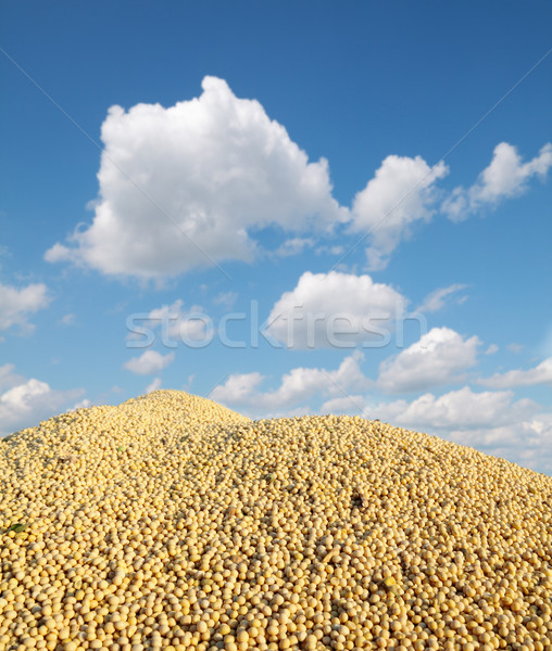 Soybean harvest Stock photo © simazoran