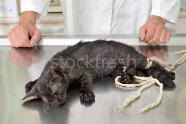 Veterinar pisică chirurgie animal anestezie medic Imagine de stoc © simazoran