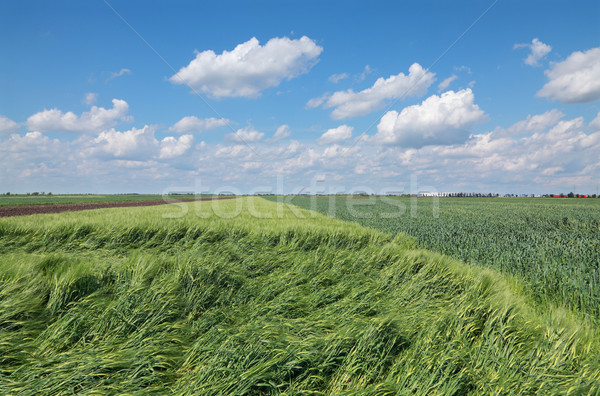 Wheat field Stock photo © simazoran