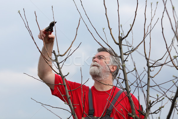 Man boom boomgaard volwassen voorjaar werken Stockfoto © simazoran