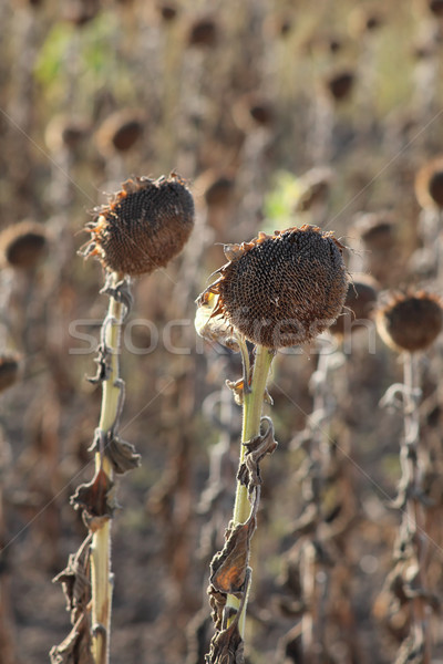 Iklim değişikliği kuraklık ayçiçeği alan doğal Stok fotoğraf © simazoran
