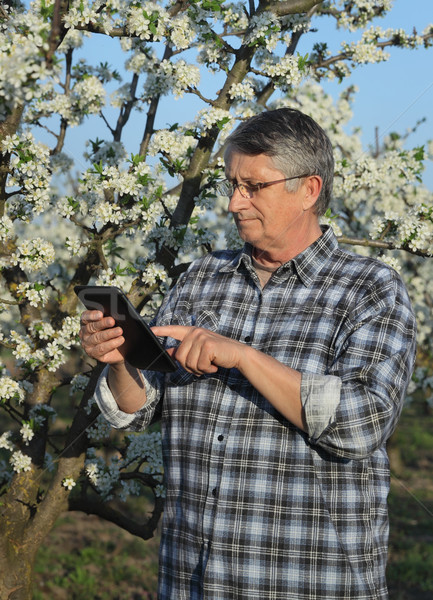 Farmer or agronomist in blooming plum orchard Stock photo © simazoran