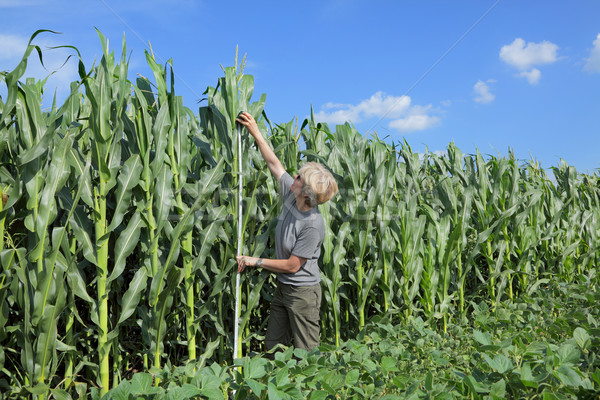 Landwirtschaft Ackerland weiblichen Landwirtschaft Experte Qualität Stock foto © simazoran