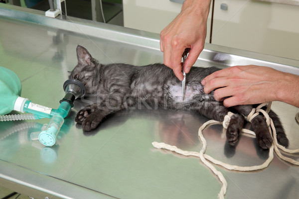 Veterinary, cat surgery Stock photo © simazoran