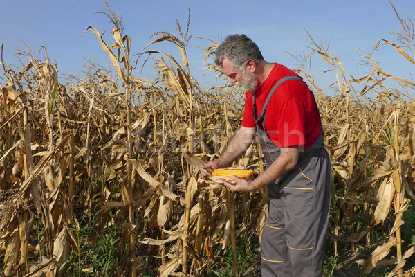 Agricultural scene, farmer or agronomist inspect corn field Stock photo © simazoran