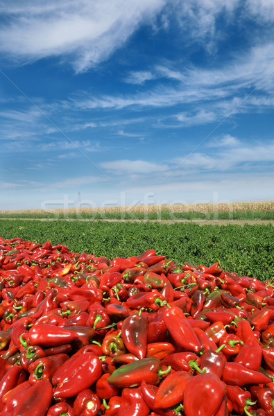 Stock photo: Agriculture, red paprika in field