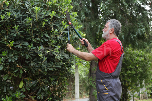 Kertészkedés tevékenység tereprendezés felnőtt férfiak vág Stock fotó © simazoran