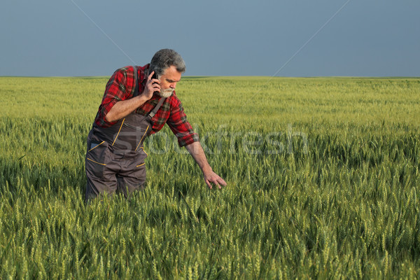 Agricultural scene, farmer in wheat field using phone Stock photo © simazoran