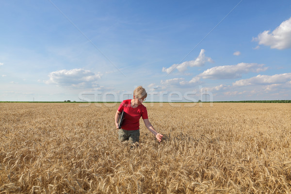 Stockfoto: Landbouw · agrarisch · expert · kwaliteit · tarwe