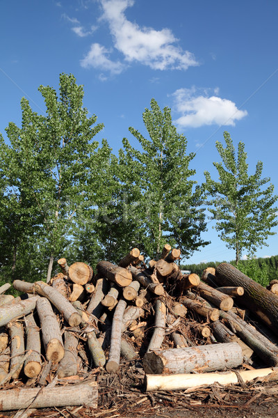 Wood Stock photo © simazoran