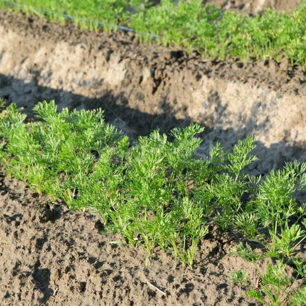 農業 胡蘿蔔 植物 場 早 夏天 商業照片 © simazoran