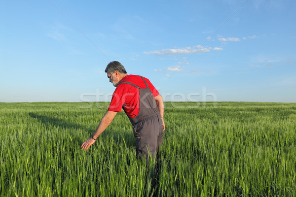 Agriculture, farmer examining wheat plant in field Stock photo © simazoran