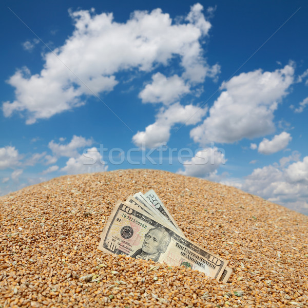 Weizen Dollar Landwirtschaft blauer Himmel Stock foto © simazoran