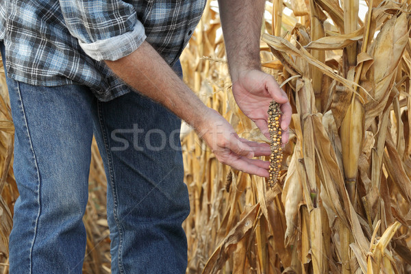 Agricultural scene, farmer or agronomist inspect damaged corn fi Stock photo © simazoran