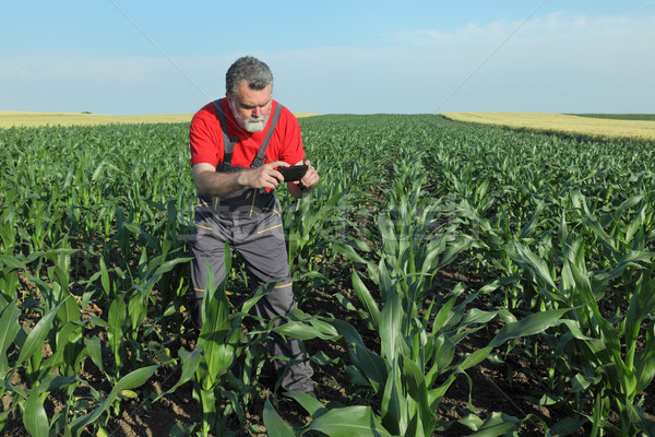 Agricultural scene, farmer in corn field Stock photo © simazoran