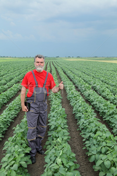 Farmer or agronomist in soy field Stock photo © simazoran
