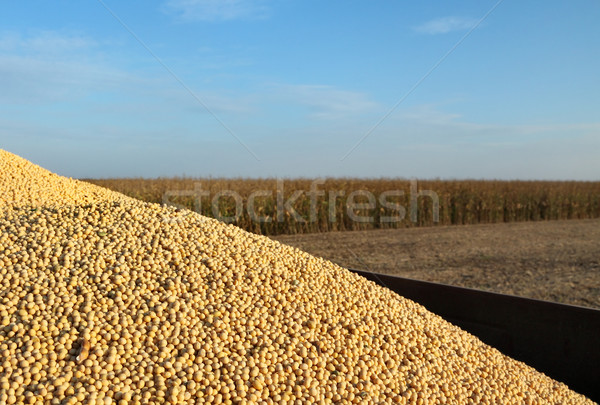 Soy bean harvest Stock photo © simazoran