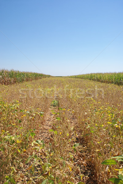 Amarelo cultivado soja campo cedo cair Foto stock © simazoran