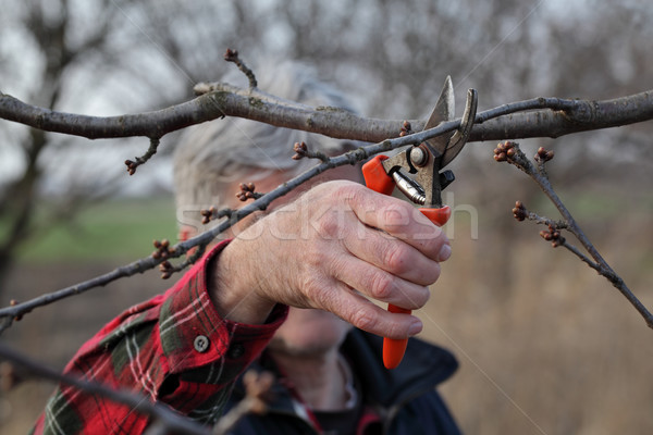 Agriculture, pruning in orchard Stock photo © simazoran