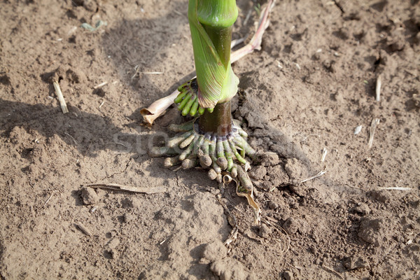 Corn plant Stock photo © simazoran