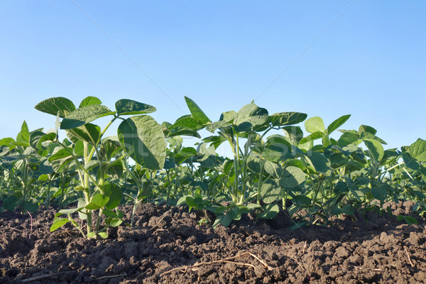 Agriculture, soybean plant in field Stock photo © simazoran