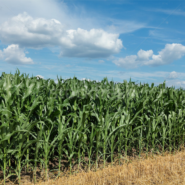 Agriculture maïs domaine belle ciel vert Photo stock © simazoran
