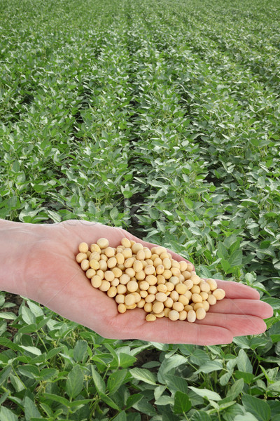 Soy bean concept, hand with soy bean crop and field Stock photo © simazoran