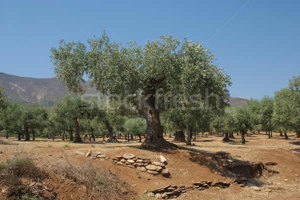 商业照片: 橄榄油 · 橄榄树 ·岛· 希腊 · 景观