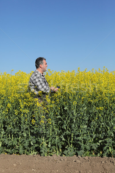 Farmer or agronomist in blossoming rapeseed field Stock photo © simazoran