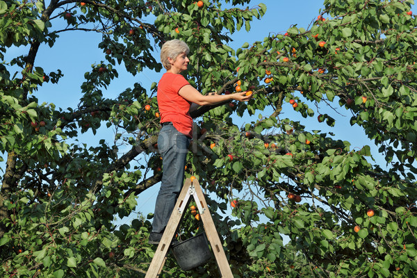 [[stock_photo]]: Agriculteur · échelle · abricot · fruits · Homme