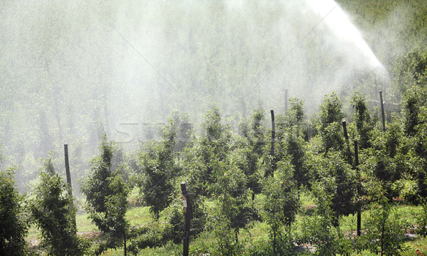 Irrigatie water leveren appelboomgaard boom gras Stockfoto © simazoran