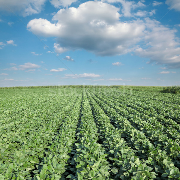 Rolnictwa soja roślin dziedzinie Błękitne niebo biały Zdjęcia stock © simazoran