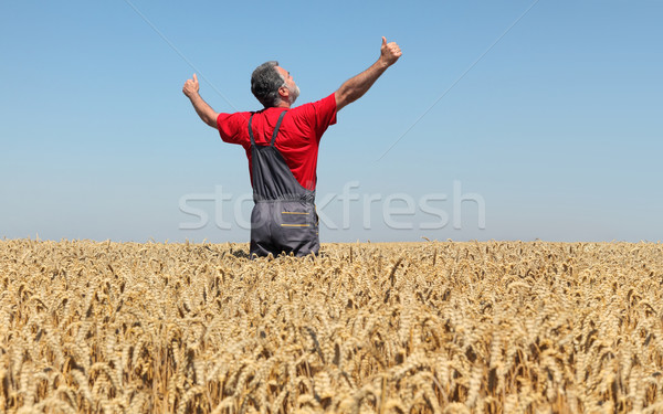 Agricultural scene, farmer in wheat field, harvest time Stock photo © simazoran