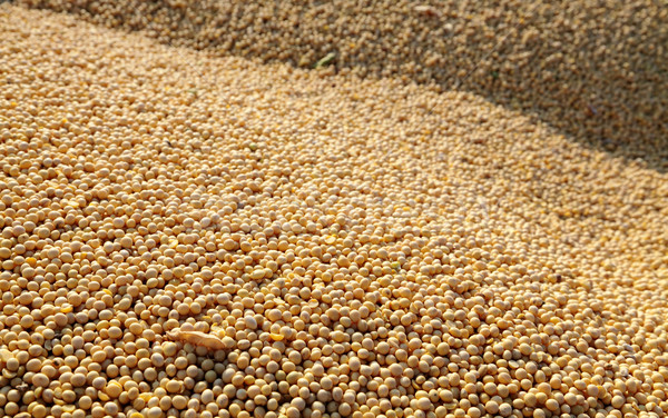 Soya fasulye hasat seçici odak renk Stok fotoğraf © simazoran