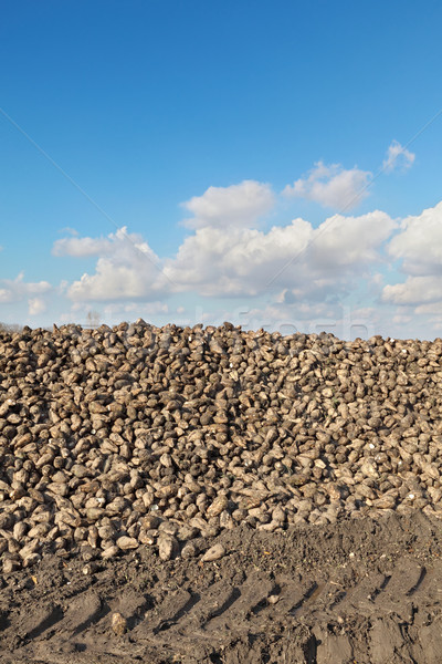 Agriculture, sugar beet, root harvesting in field Stock photo © simazoran