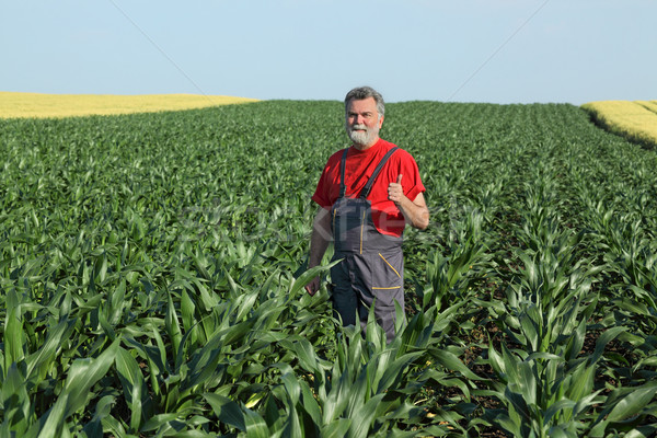 Stock photo: Agricultural scene, farmer in corn field