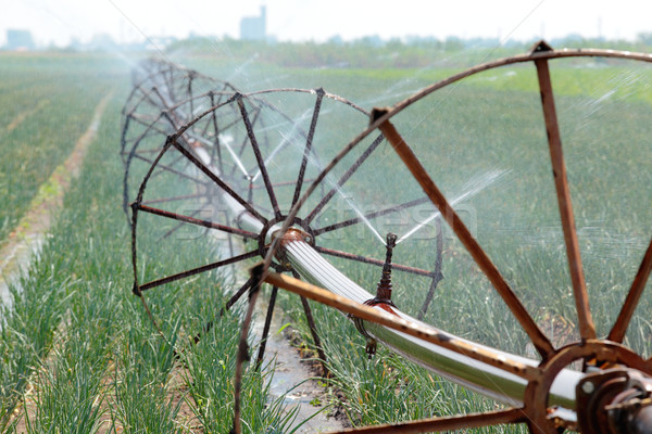 Domaine irrigation eau fournir oignon [[stock_photo]] © simazoran