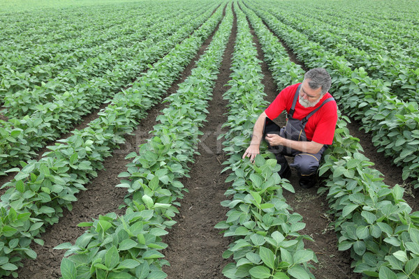 Farmer or agronomist in soy field Stock photo © simazoran